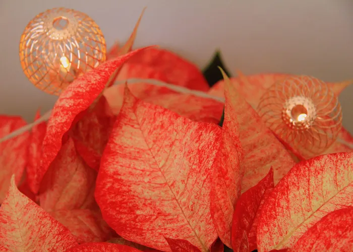 Casa de Campo Pekko *