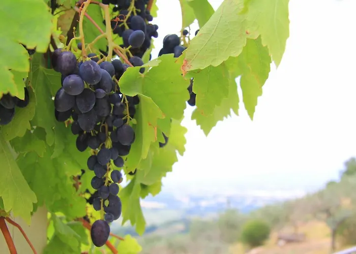 Pekko Casa de Campo *